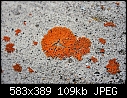 -img_0397-lichen-concrete.jpg