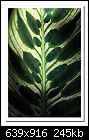 Click image for larger version

Name:	b-3442a-Calathea-24-08-08-40-100.jpg
Views:	240
Size:	245.1 KB
ID:	10059
