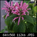 -pink-flowerdsc02450.jpg