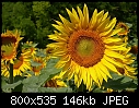 sunflowers-07225679www-mangl-.jpg