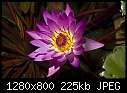 Click image for larger version

Name:	Water lily.jpg
Views:	316
Size:	225.0 KB
ID:	10121