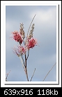 Click image for larger version

Name:	b-4951-grevillea-09-09-08-30-400.jpg
Views:	310
Size:	118.2 KB
ID:	10152