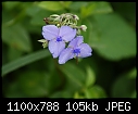 Blue wildflower-blue.jpg