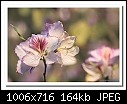 Click image for larger version

Name:	b-5308-Bauhinia-17-09-08-30-400.jpg
Views:	337
Size:	164.2 KB
ID:	10194