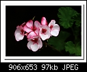 Geranium-5342-b-5342-geranium-16-09-08-30-400.jpg