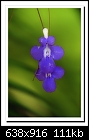 Nodding Violet-5651 (Streptocarpus Caulescens)-b-5651-nodviolet-20-09-08-40-100.jpg
