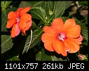 Click image for larger version

Name:	Impatiens.jpg
Views:	854
Size:	260.9 KB
ID:	10219