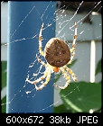 Click image for larger version

Name:	spiderback.jpg
Views:	171
Size:	38.3 KB
ID:	10226