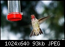 Molting hummingbird-molting-hummingbird.jpg