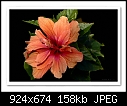 Click image for larger version

Name:	b-6217-hibiscus-30-09-08-30-400.jpg
Views:	228
Size:	157.6 KB
ID:	10237