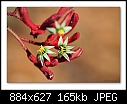 Kangaroo Paw Flower-6247 (Anigozanthos)-b6247-kangpawflow-03-10-08-30-400.jpg