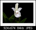 Click image for larger version

Name:	b-6475-Cattleya orchid-08-10-08-30-400.jpg
Views:	649
Size:	83.8 KB
ID:	10248