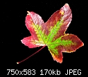 Fall is in the Air.-leaf-6e2m.jpg