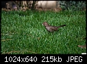 Click image for larger version

Name:	California Towhee looking for a meal 2.jpg
Views:	259
Size:	214.9 KB
ID:	10279