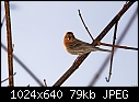 Click image for larger version

Name:	Male house finch.jpg
Views:	310
Size:	79.4 KB
ID:	10280
