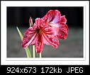 Click image for larger version

Name:	b-6368-hippeastrum-07-10-08-30-400.jpg
Views:	236
Size:	172.0 KB
ID:	10287