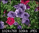 October Petunias - DSC00395-Edit.jpg-dsc00395-edit.jpg