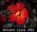 Scarlet Begonias - DSC00396-small.jpg-dsc00396-small.jpg