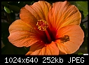Click image for larger version

Name:	My orange hibiscus.jpg
Views:	281
Size:	252.3 KB
ID:	10307