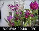 Click image for larger version

Name:	Patio Purple Passion DSC02494.jpg
Views:	309
Size:	290.1 KB
ID:	10310