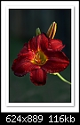 Click image for larger version

Name:	b-7689-daylily-28-10-08-30-300.jpg
Views:	294
Size:	116.5 KB
ID:	10314