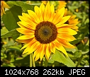 Click image for larger version

Name:	Sunflower.jpg
Views:	562
Size:	262.1 KB
ID:	10316