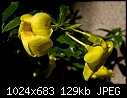 Click image for larger version

Name:	20086081_allamanda.jpg
Views:	245
Size:	129.3 KB
ID:	10325