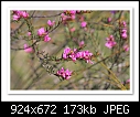 Wallum Boronia-7816  ( Boronia falcifolia)-b-7816-boronia-31-10-08-30-300.jpg
