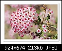 Pink woolly featherflower-7133 (verticordia monadelppha).-b-7133-perth-19-10-08-30-300.jpg