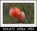 Scarlet Honey Myrtle-7230  (Melaleuca fulgens)-b-7230-perth-20-10-08-30-300.jpg