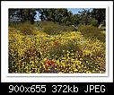 Wildflowers-Perth-4977-b-4977-perth-19-10-08-40-85.jpg