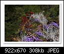 Western Australian Wildflowers-5071-b-5071-perth-19-10-08-40-85.jpg