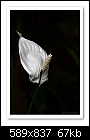 Peace Lily-5709 (Spathiphyllum)-b5709-spathiphyllum-08-11-08-40-100-.jpg
