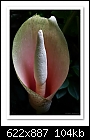 Snake Plant Flower-6209  (Amorphophallus bulbifer)-b-6209-snakeplant-16-11-08-40-100.jpg