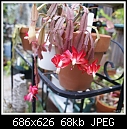 Click image for larger version

Name:	Jungle Cactus Red DSC02581.jpg
Views:	276
Size:	67.8 KB
ID:	10405
