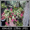 Click image for larger version

Name:	Jungle Cactus PinkRed DSC02580.jpg
Views:	350
Size:	135.1 KB
ID:	10406