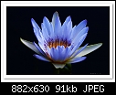 Blue Water Lily-7599-b-7599-waterlily-24-10-08-30-400.jpg