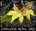 Click image for larger version

Name:	orchid cowslip 5.jpg
Views:	321
Size:	466.6 KB
ID:	10534