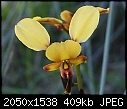 -orchid-donkey-1.jpg