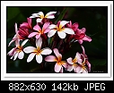 Frangipani flower-9730-Orton Effect-b-9736s-frangipani-15-12-08-40-400.jpg