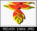 Click image for larger version

Name:	b-9834-heliconia-17-12-08-40-100.jpg
Views:	252
Size:	106.3 KB
ID:	10590