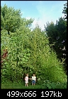 Giant amaranth pictures-amcan18ft_08_26_08.jpg