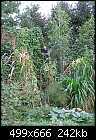 Giant amaranth pictures-amaranth23ft_10_4_07.jpg