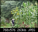 Giant corn pictures-self_sown_06_r.jpg