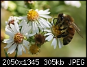 Wild Asters with Bee - Asters-Bee-001.jpg (1/1)-asters-bee-001.jpg