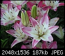Lilies: - Lilies-Stargazer-CU.jpg (1/1)-lilies-stargazer-cu.jpg