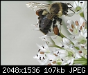 Bee on Garlic Chives: - Bee-on-Garlic_Chive_2005.jpg (1/1)-bee-garlic_chive_2005.jpg