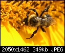 Bee on Sunflower: - Sunflower-Yellow-Jac#9ECEBD.jpg (1/1)-sunflower-yellow-jac-9ecebd.jpg