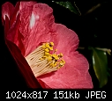 -09a_0009_camellia.jpg