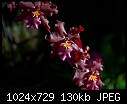 -09a_0023_longwood-orchid.jpg